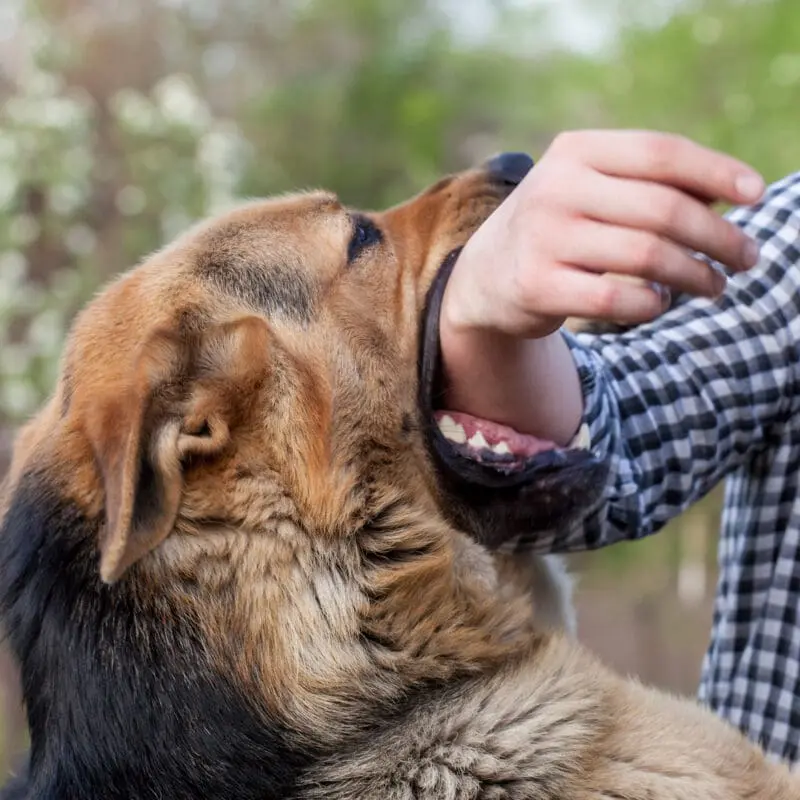 dog bite lawyer in Houston