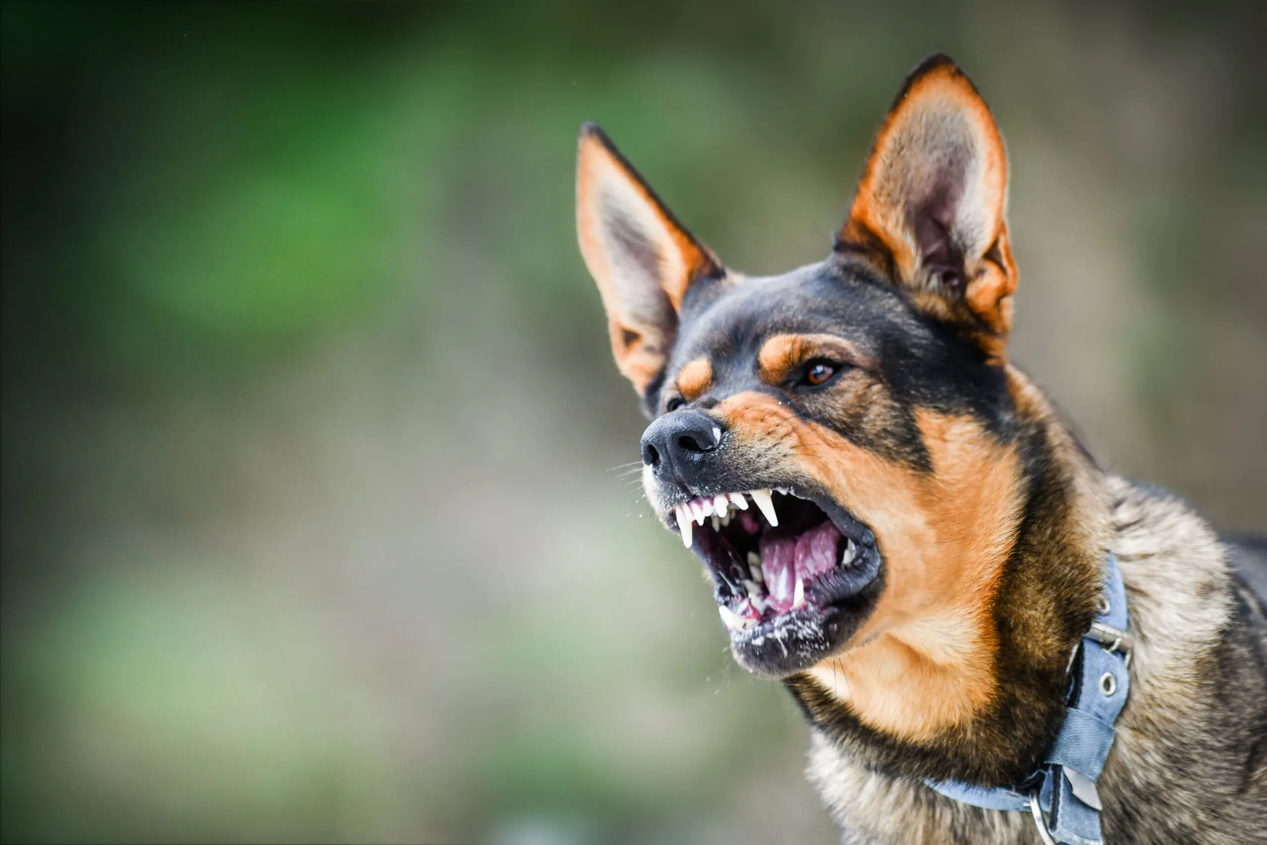 abogados de mordeduras de perro en houston
